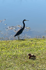 Egretta tricolor image