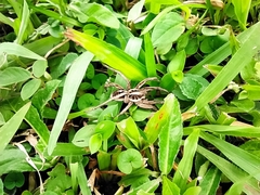 Lycosa erythrognatha