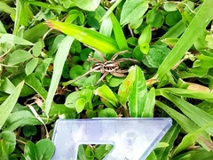 Lycosa erythrognatha