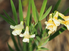 Lathyrus pannonicus