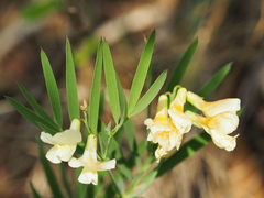 Lathyrus pannonicus