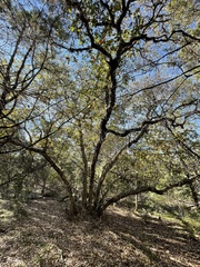 Quercus sinuata breviloba