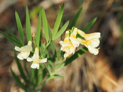Lathyrus pannonicus
