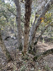 Quercus sinuata breviloba