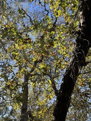 Quercus sinuata breviloba