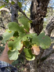 Quercus sinuata breviloba