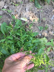 Rorippa sessiliflora