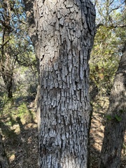 Quercus sinuata breviloba