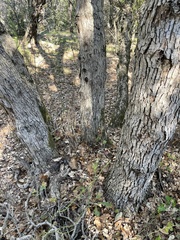 Quercus sinuata breviloba
