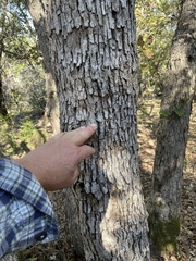Quercus sinuata breviloba
