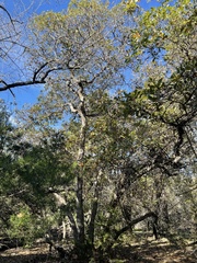 Quercus sinuata breviloba