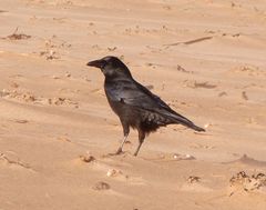 Corvus corone