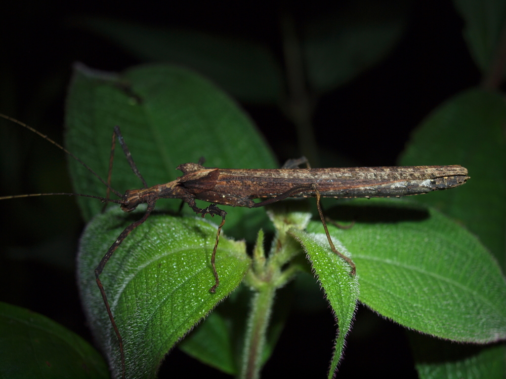 Ignacia auriculata