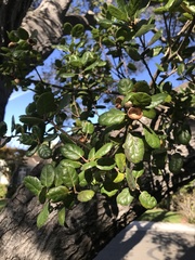 Quercus agrifolia
