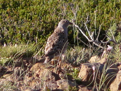 Thinocorus orbignyianus