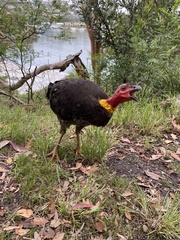 Alectura lathami lathami