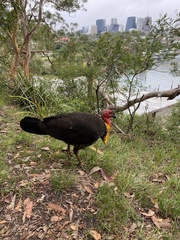 Alectura lathami lathami