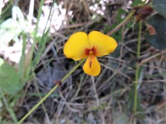 Platylobium infecundum