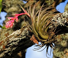Tillandsia recurvifolia