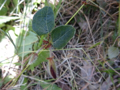 Platylobium infecundum