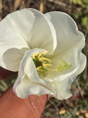 Oenothera