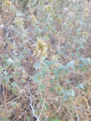 Brickellia atractyloides