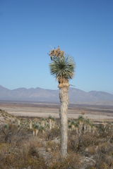 Yucca rostrata