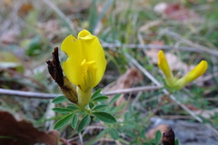 Chamaecytisus supinus