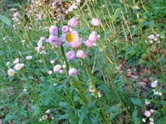 Erigeron philadelphicus