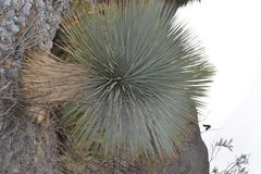 Yucca rostrata