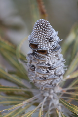 Banksia prionotes