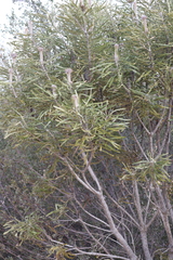 Banksia prionotes