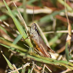 Dichromorpha elegans