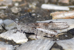 Trimerotropis maritima