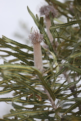 Banksia prionotes