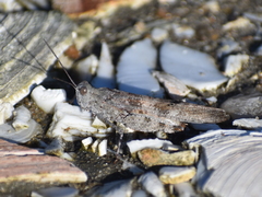 Trimerotropis maritima
