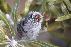 Banksia prionotes