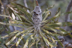 Banksia prionotes