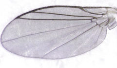 Phytomyza plantaginis