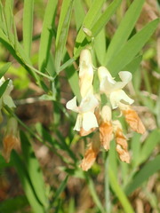 Lathyrus pannonicus