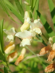 Lathyrus pannonicus