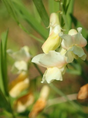 Lathyrus pannonicus