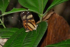 Hypothyris ninonia