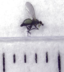 Phytomyza plantaginis