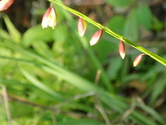 Melica picta