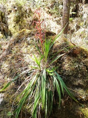 Pitcairnia ringens