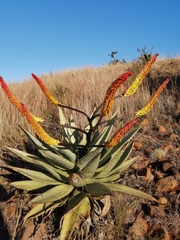 Aloe spectabilis