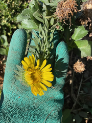 Grindelia stricta platyphylla