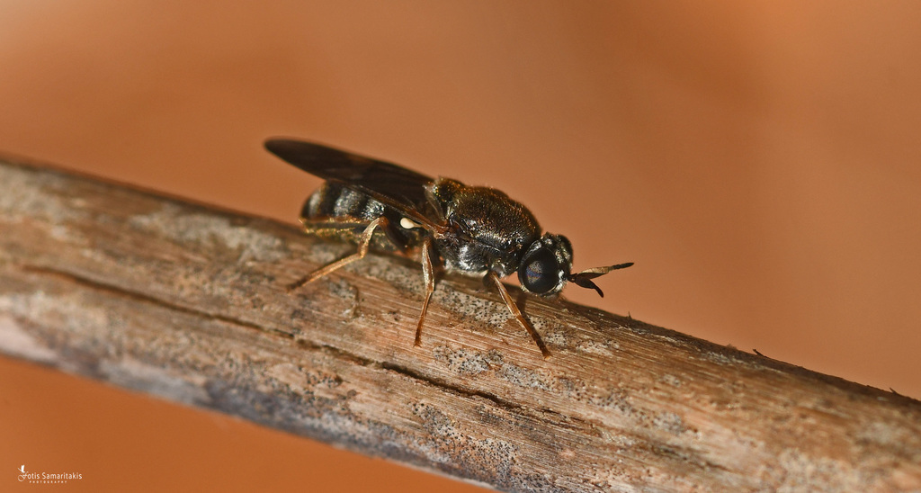 Adoxomyia aureovittata