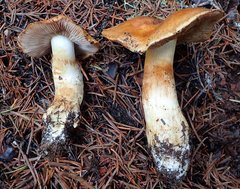 Phlegmacium variosimile